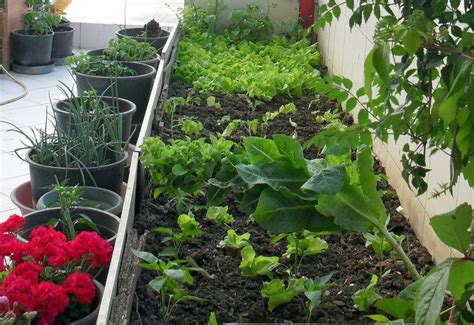 terasta sebze yetiştirmek